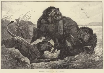 South African Warfare
